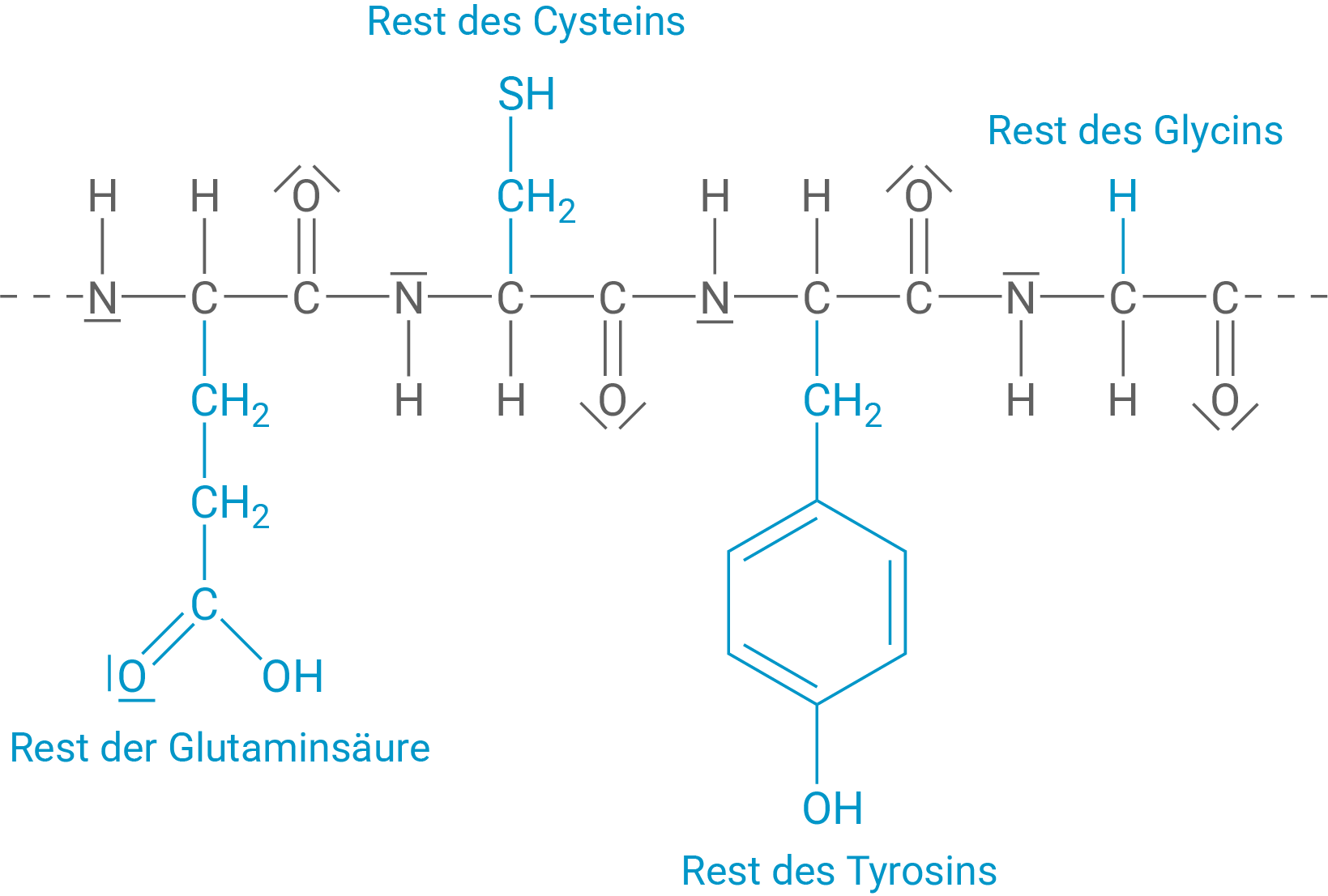 Polypeptid Glutaminsäure Cystein Tyrosin Glycin